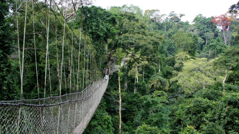 Rope canopy walkway suspended in the rainforest at Kakum National Park, Ghana