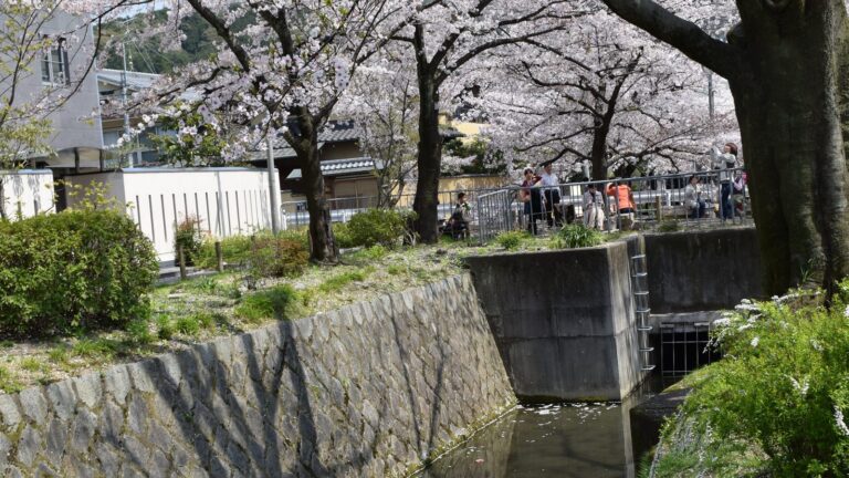 Cherry blossoms in full bloom along the Philosopher's Path in Kyoto, Japan