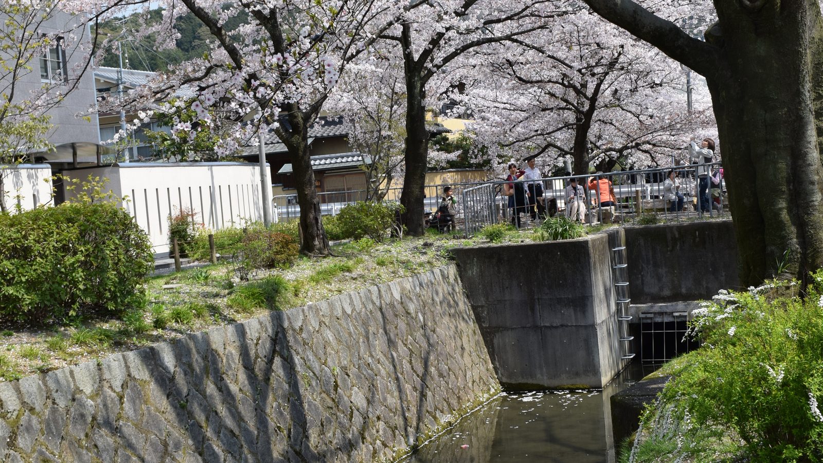 Cherry blossoms in full bloom along the Philosopher's Path in Kyoto, Japan